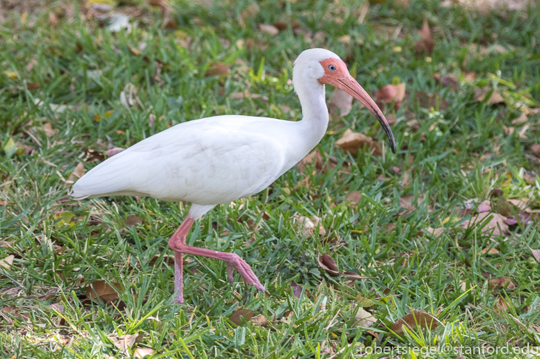 ibis